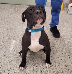 Shelter Stray Male Dog last seen Near BLOCK LAMPHERE ST, DETROIT, MI 48239, 7401 Chrysler Dr, Detroit, MI 48211, USA