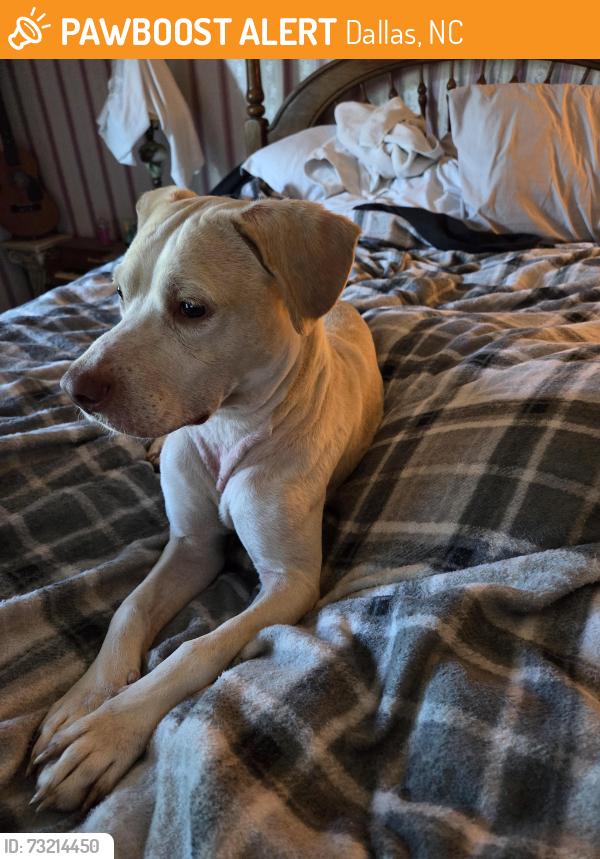 Found/Stray Male Dog last seen Dallas cherryville highway in Dallas, Dallas, NC 28034