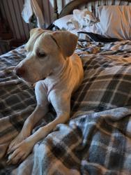 Found/Stray Male Dog last seen Dallas cherryville highway in Dallas, Dallas, NC 28034
