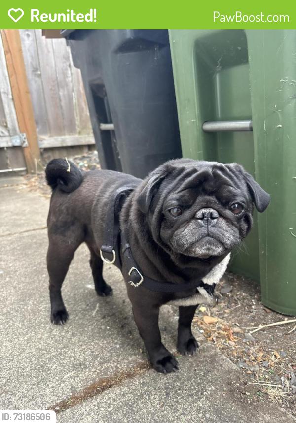 Reunited Male Dog last seen Fairview Drive Springfield OR, Springfield, OR 97477