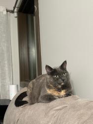 Lost Female Cat last seen Near Chappelle Dr sw, Edmonton, AB T6W 2B4