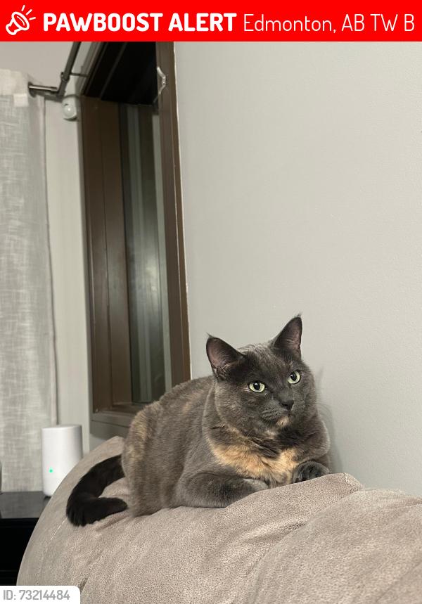 Lost Female Cat last seen Near Chappelle Dr sw, Edmonton, AB T6W 2B4