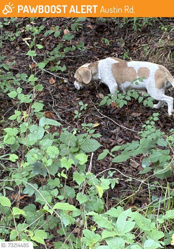 Found/Stray Unknown Dog last seen Landsford Rd Pageland SC, Austin Rd,  28112