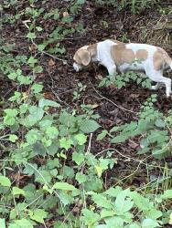 Found/Stray Unknown Dog last seen Landsford Rd Pageland SC, Austin Rd,  28112