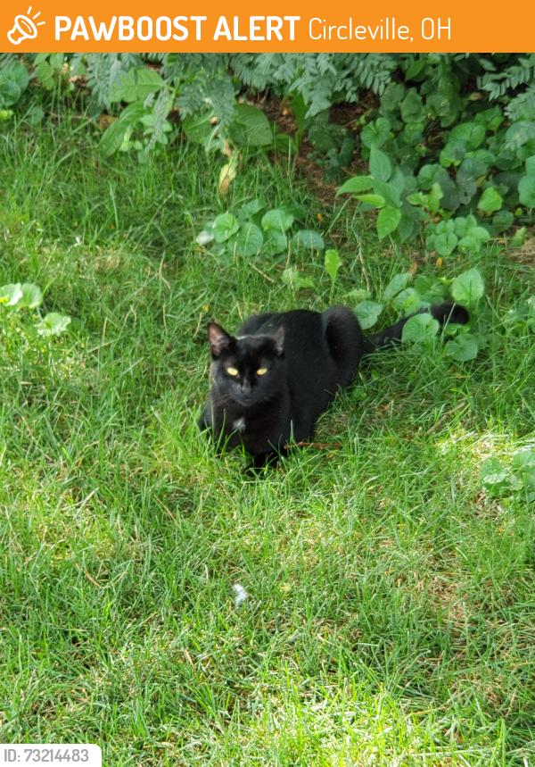 Found/Stray Unknown Cat last seen The back of Apple Ridge apmts, Circleville, OH 43113