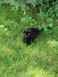Found/Stray Unknown Cat last seen The back of Apple Ridge apmts, Circleville, OH 43113