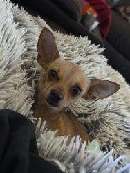 Lost Female Dog last seen Near Tigertail rd, apple valley, Apple Valley, CA 92307