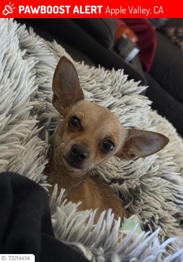 Lost Female Dog last seen Near Tigertail rd, apple valley, Apple Valley, CA 92307