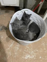 Reunited Female Cat last seen Lake st & Brayton rd. Medical lake middle school, Medical Lake, WA 99022