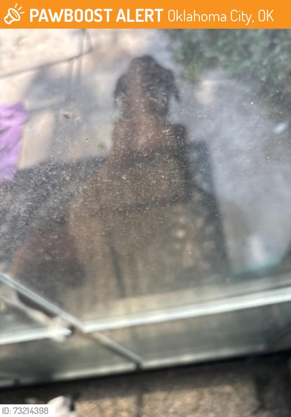 Found/Stray Male Dog last seen 119th and Silvermoon, Oklahoma City, OK 73162