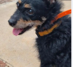 Reunited Female Dog last seen Iakedow and Upchurch, McDonough, GA 30252