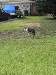 Found/Stray Unknown Dog last seen Etta and Chemstrand, Ensley, FL 32534