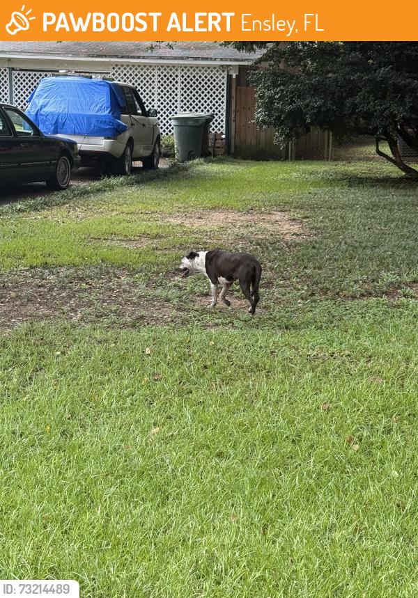Found/Stray Unknown Dog last seen Etta and Chemstrand, Ensley, FL 32534