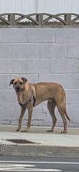 Found/Stray Male Dog last seen Mobley, San Diego, CA 92123