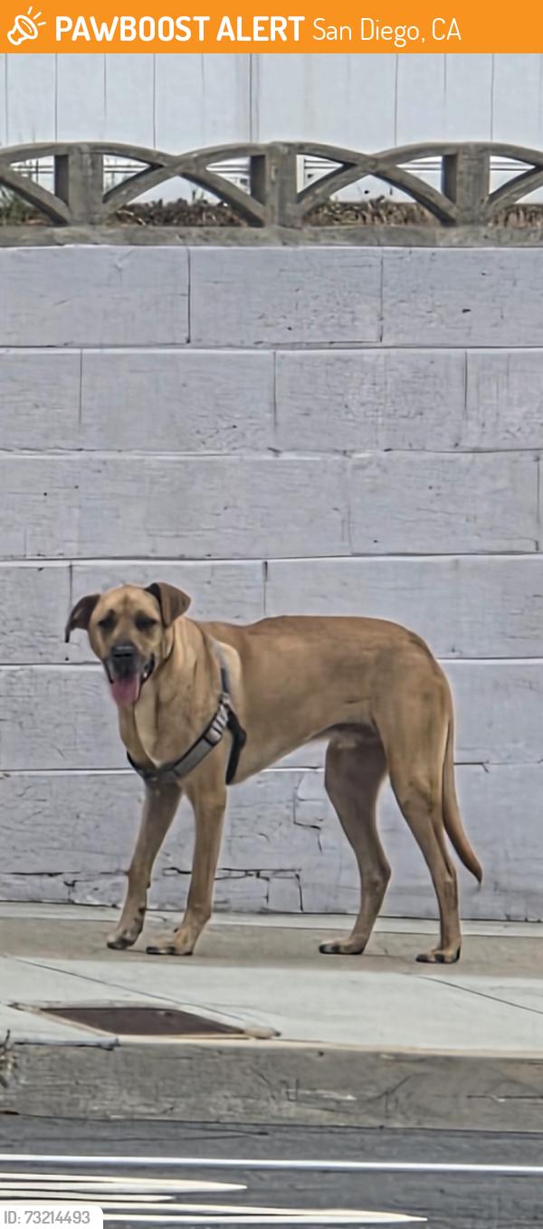 Found/Stray Male Dog last seen Mobley, San Diego, CA 92123