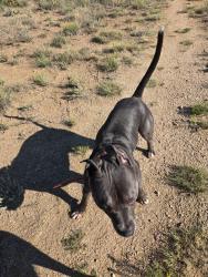 Found/Stray Male Dog last seen Barnes and Purcell, Colorado Springs, CO 80922