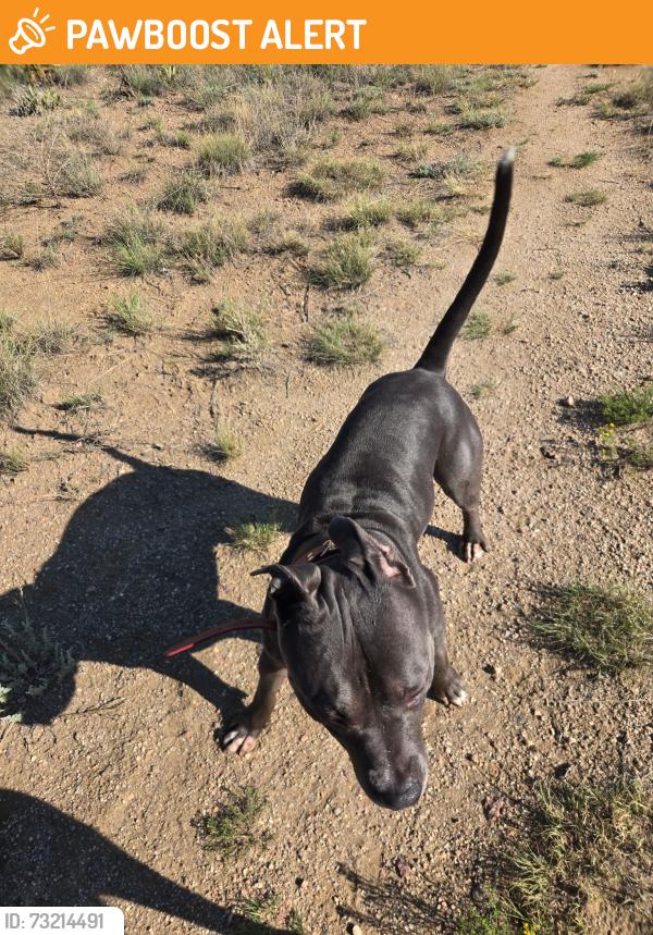 Found/Stray Male Dog last seen Barnes and Purcell, Colorado Springs, CO 80922