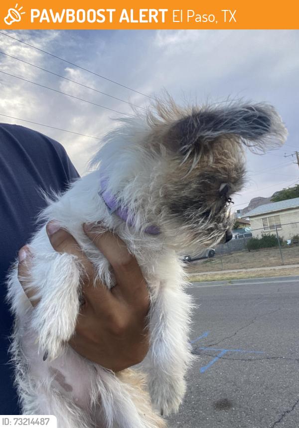 Found/Stray Female Dog last seen Sun Velly, El Paso, TX 79924