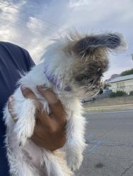 Found/Stray Female Dog last seen Sun Velly, El Paso, TX 79924