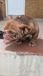 Reunited Female Dog last seen Baker Street, Baltimore, MD 21216