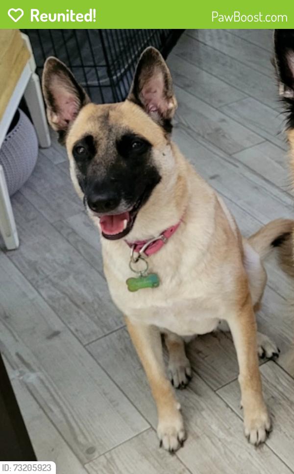 Reunited Female Dog last seen Amazon warehouse, Lakeland, FL 33801