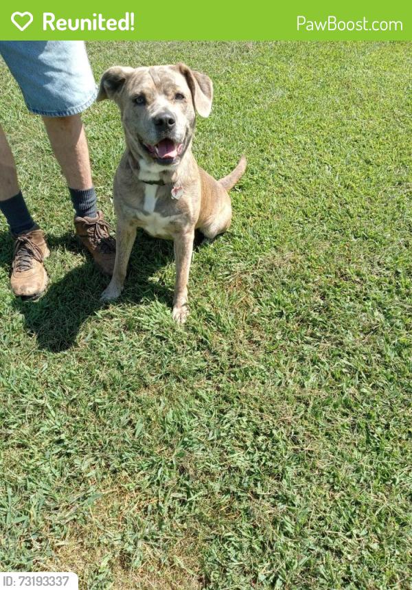 Reunited Female Dog last seen Near River Siloam Rd Dobson NC, Dobson, NC 27017