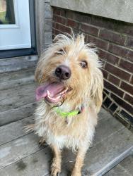 Reunited Unknown Dog last seen Tower Grove and McRee, St. Louis, MO 63110