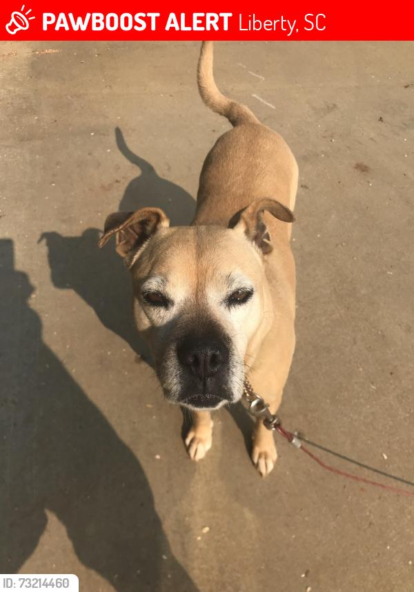 Lost Female Dog last seen Riggins Bridge rd, Liberty, SC 29657