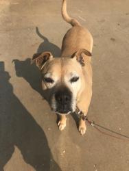 Lost Female Dog last seen Riggins Bridge rd, Liberty, SC 29657
