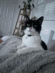Lost Male Cat last seen Lidl, Hebbes Close, Kempston, England 