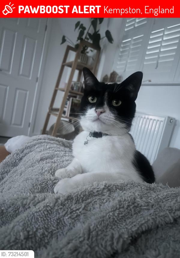 Lost Male Cat last seen Lidl, Hebbes Close, Kempston, England 