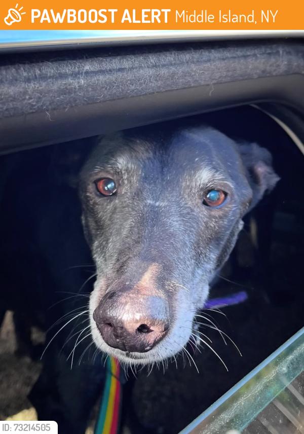 Found/Stray Unknown Dog last seen Middle Island New York, Middle Island, NY 11953