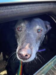 Found/Stray Unknown Dog last seen Middle Island New York, Middle Island, NY 11953