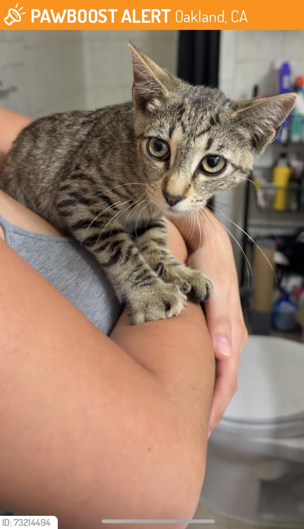 Found/Stray Unknown Cat last seen Near georgia street, Oakland, CA 94602