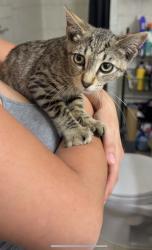 Found/Stray Unknown Cat last seen Near georgia street, Oakland, CA 94602