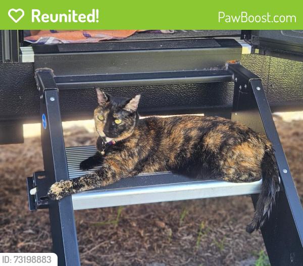 Reunited Female Cat last seen Near Chevron Cirlcle & Military Tr, Jupiter, FL 33458