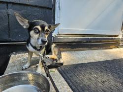 Found/Stray Female Dog last seen Sunnyside Park, West Waldo, Kansas City, Kansas City, MO 64114
