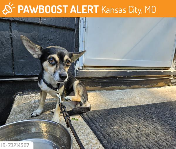 Found/Stray Female Dog last seen Sunnyside Park, West Waldo, Kansas City, Kansas City, MO 64114