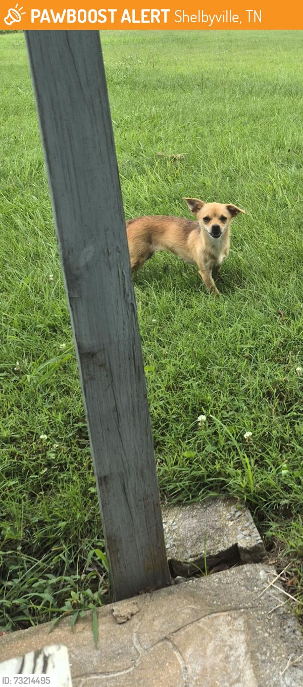 Found/Stray Unknown Dog last seen Near Fairfield Pike Shelbyville tn, Shelbyville, TN 37160