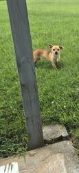 Found/Stray Unknown Dog last seen Near Fairfield Pike Shelbyville tn, Shelbyville, TN 37160