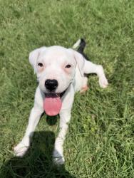Reunited Female Dog last seen Hulen & camp bowie, Fort Worth, TX 76107