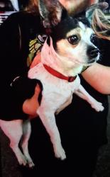 Reunited Male Dog last seen Near Aldersgate church on 91st Terrace not sure if he went towards 94th Street N or 93rd Street N, Seminole, FL 33777