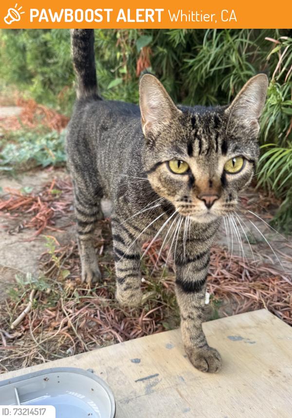 Found/Stray Female Cat last seen Russell Street & Bogardus Ave, Whittier, CA 90602