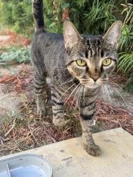 Found/Stray Female Cat last seen Russell Street & Bogardus Ave, Whittier, CA 90602