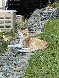 Found/Stray Female Cat last seen Thunderbird Ln near Flagpole Hill, Dallas, TX 75238