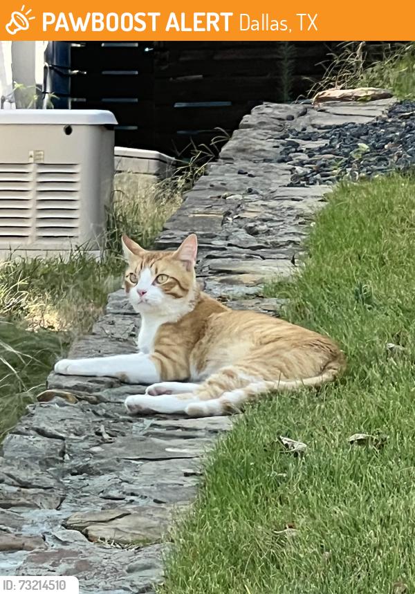 Found/Stray Female Cat last seen Thunderbird Ln near Flagpole Hill, Dallas, TX 75238
