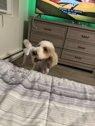 Lost Female Dog last seen 16th and ogontz, Philadelphia, PA 19141