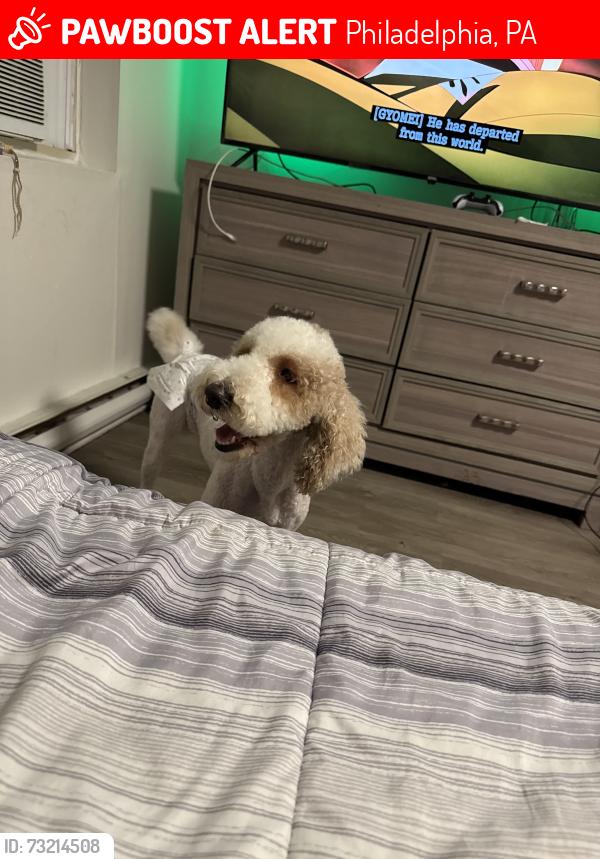 Lost Female Dog last seen 16th and ogontz, Philadelphia, PA 19141