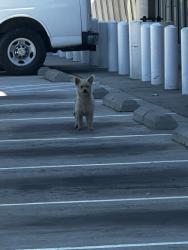 Found/Stray Male Dog last seen Highway 75 and 1375 at Fuel Max gas station, New Waverly, TX 77358