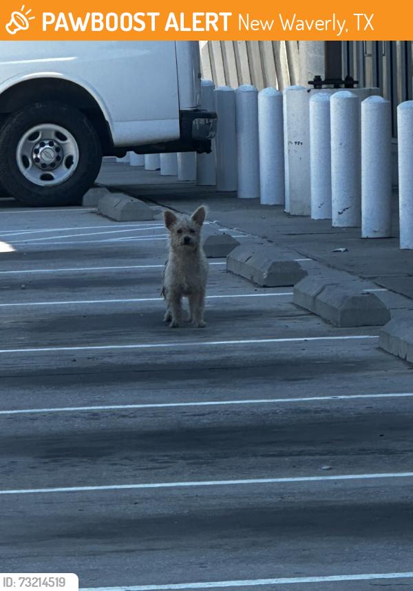 Found/Stray Male Dog last seen Highway 75 and 1375 at Fuel Max gas station, New Waverly, TX 77358